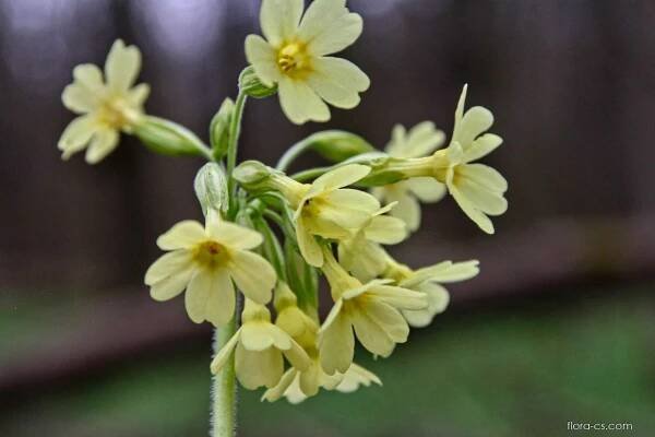 Prvosenka vyšší - Primula elatior 3