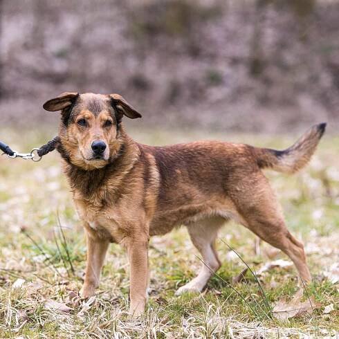 Psi k adopci z útulků, azylů a neziskových organizací