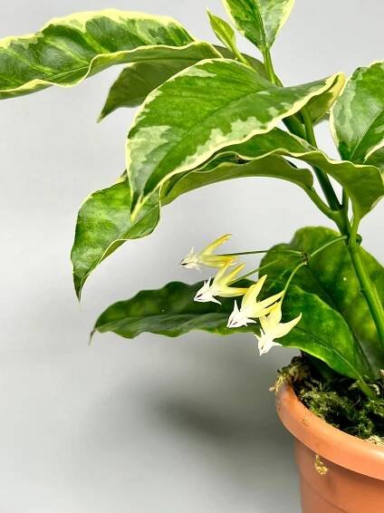 Hoya multiflora variegata Albo (4-6 Leaves)