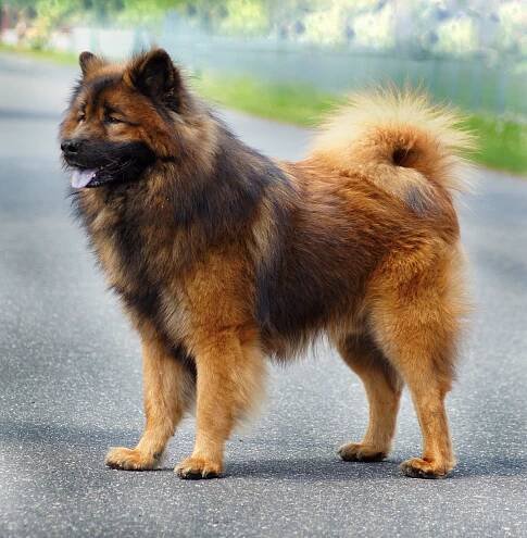 .: Eurasier czech klub :.