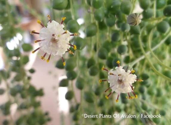String of Pearls plant 'Senecio Rowleyanus' from buds to blooms April-May 2015