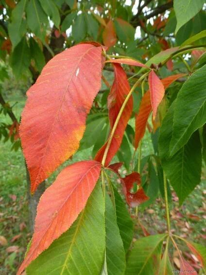 Jírovec marylandský - podzimní list (Aesculus marylandica)