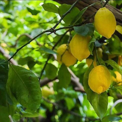 Prehliadka a ochutnávka bio citrónov v historickej záhrade Amalfi | GetYourGuide