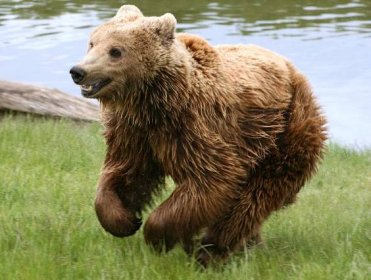Posvátná zvířata: Proč japonští Ainové pečovali o medvědy jako o vlastní děti?