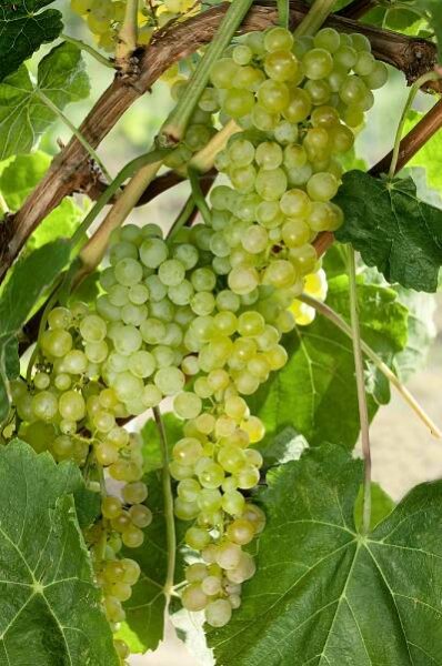 Vitis vinifera subsp. vinifera New York ®