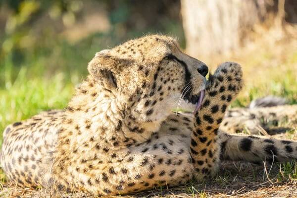 Gepard 4.jpg