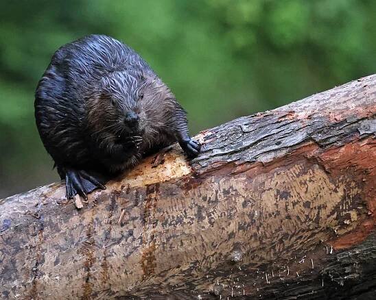 Beaver Photos: Eating & Feeding