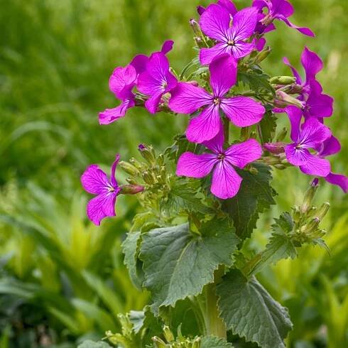 Semena měsíčnice – Měsíčnice roční Honesty směs barev – Lunaria annua