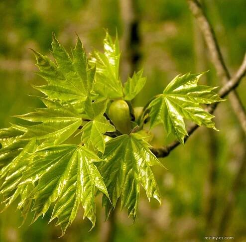 Javor mléč (Acer platanoides)