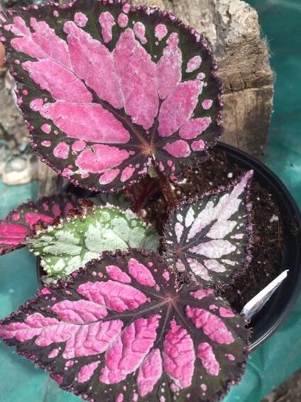 Rex Begonia Misty Island