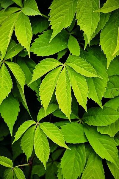 Parthenocissus quinquefolia Engelmannii