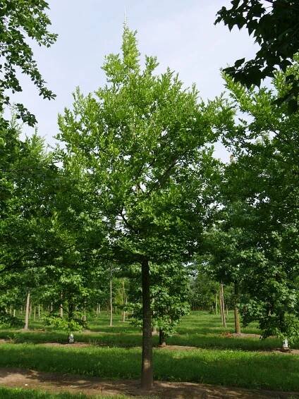 Celtis julianae | břestovec Juliin - Van den Berk školky