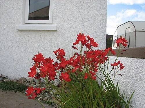 Hesperantha coccinea - Wikipedia
