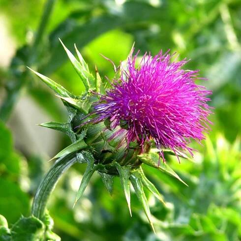 Milk_Thistle_Square_Crop__87768.png
