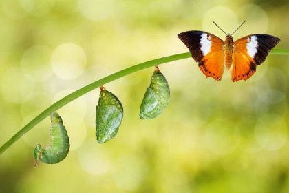 izolovaný životní cyklus motýla tawny rajah - housenka - stock snímky, obrázky a fotky