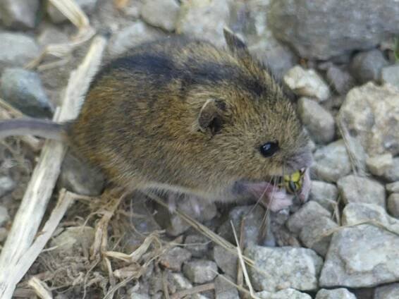 S veřejností mapujeme myšky s proužkem 4 roky | ALKA Wildlife