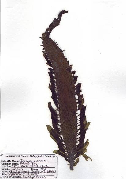 Seaweed