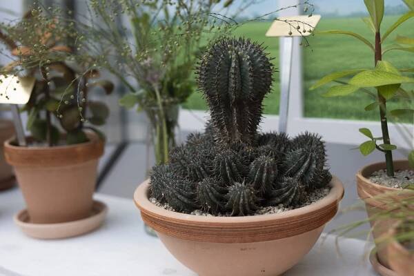 Sukulenty, které se hodí do interiéru, představí letní výstava v Botanické zahradě Praha – Česko objektivem