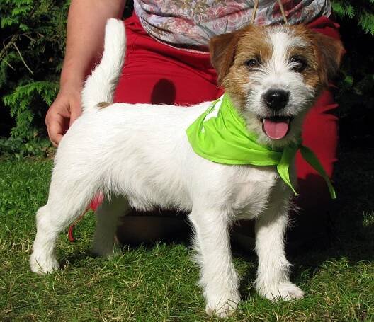 Chovný pes - hrubosrstý (rough) Jack Russel Terier z australských linií - Southjack Ghiaccio Bollente