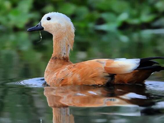 rudý shelduck - husice rezavá - stock snímky, obrázky a fotky