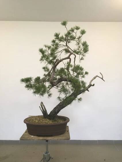 Honza Novotný - Bonsai blog