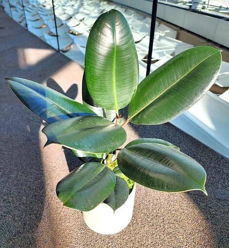Indoor Plant Shop Delivery Salt Lake City Florist