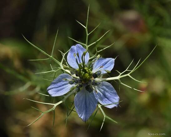 Černucha damašská (Nigella damascena)