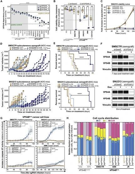 Synthetic Lethal Interaction between the ESCRT Paralog Enzymes VPS4A and VPS4B in Cancers Harboring Loss of Chromosome 18