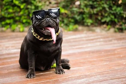 Funny Pug Wearing 8-Bit Sunglasses Picture