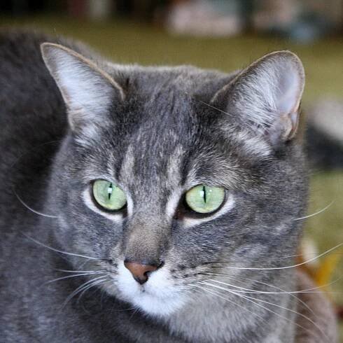 Tabby Grey Cat Candid Picture
