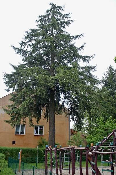 Jedlovec kanadský ve Šluknově