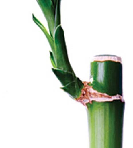 Bamboo Boom: Is This Material for You?