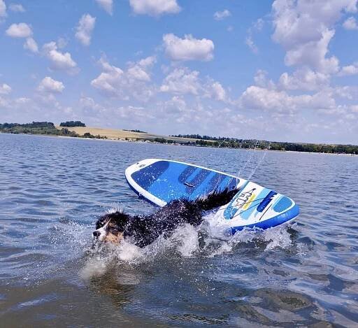 Isabell - Aussie kennel Life Bond