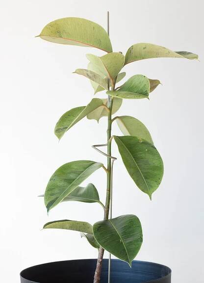 hyiedra desarrollo — margaritatalep