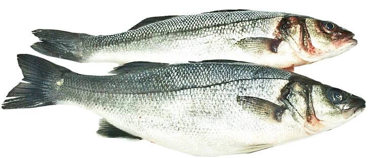 Seabass fillet - Dayseaday