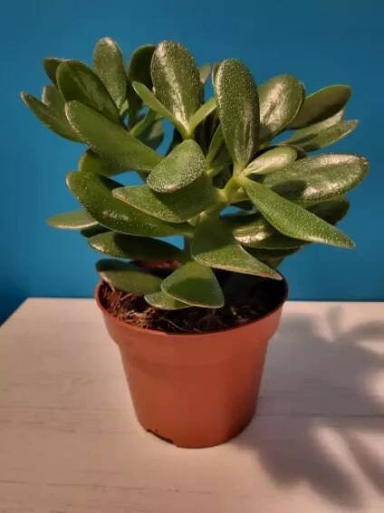 Crassula ovata, tlustice vejčitá