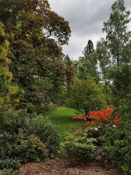 Arboretum Nový Dvůr u Opavy, to je i nejbohatší sbírka rododendronů a azalek