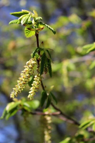 Habr obecný (Carpinus betulus)