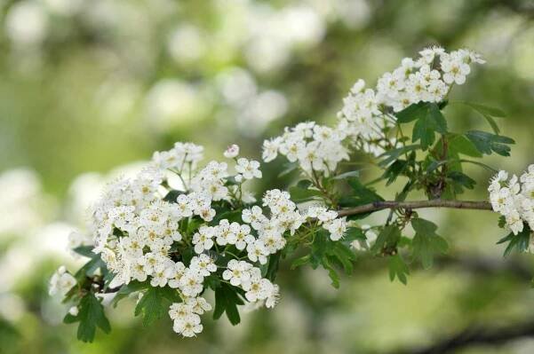 Hawthorn tree branch with clusters of small white flowers