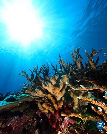 Sunlight beaming into a reef in National Marine Sanctuary of American Samoa.