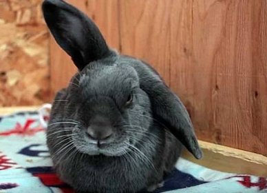 Jak zacházet s ušima u králíků ušními roztoči - domácí léčba