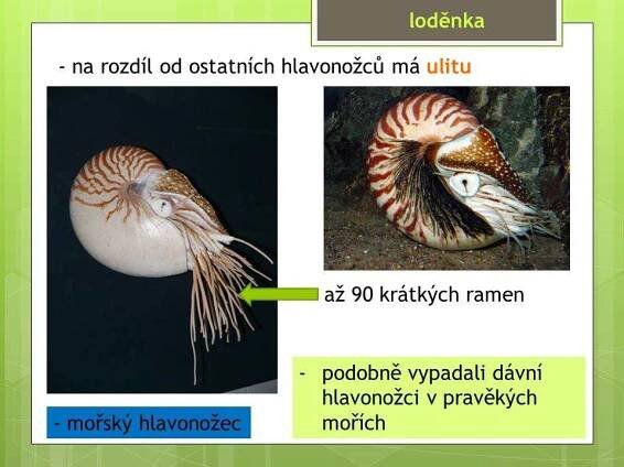 Měkkýši – Hlavonožci – Materiály pro žáky ZŠ