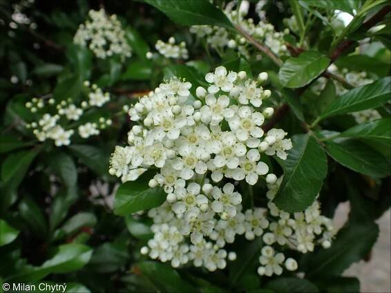 Pyracantha coccinea – hlohyně šarlatová