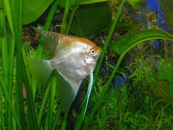 Akvaristika - akvarijní rybičky