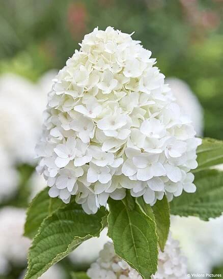 hydrangea paniculata Living Sugar Rush