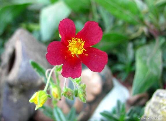 Devaterník (Helianthemum)