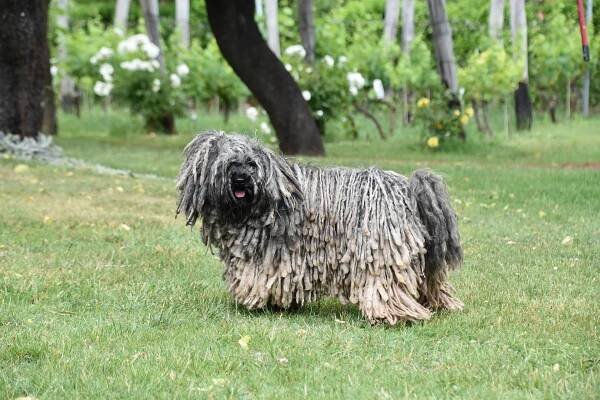 Komondor (maďarský ovčák) - nejdůležitější informace o plemeni