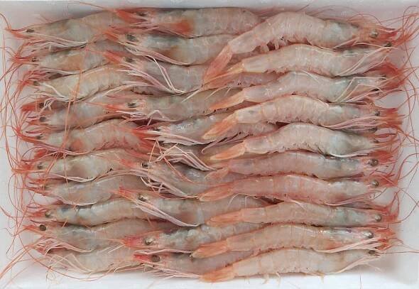 Gamba Blanca Extra Gr. - Mariscos Luisiana
