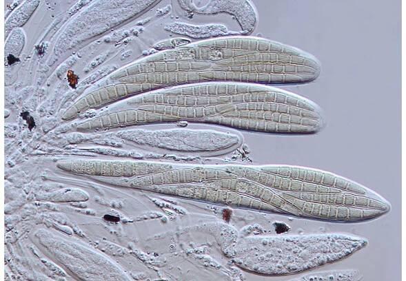 Dothideomycetes