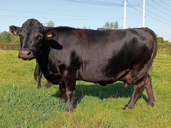PorcPrunus Quibus VG87 | Dexter mini-koeien van stal PorcPrunus